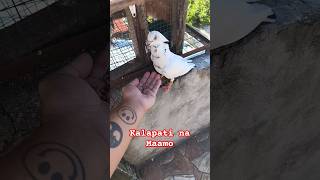 Kalapati Na Maamo Shorts3 kalapati pigeon kalapatids pigeonracing [upl. by Perloff502]