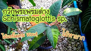 กวักพระพรมป่าด่าง ลายเทพๆ Schismatoglottis sp กวักพระพรมด่างเหลือง ไม้แรร์ไอเทม กวักพระพรมป่าด่าง [upl. by Frame175]