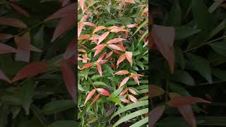 Syzygium plant shortsfeed viralvideo viralshorts [upl. by Rhonda]