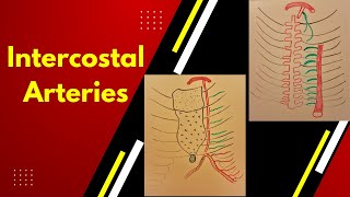 Intercostal arteries [upl. by Publias]