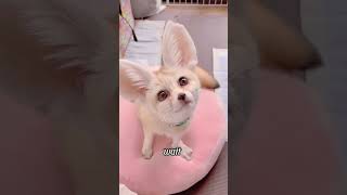 Pet fennec fox animals healing animallover pets caninehealing loveanimals cute [upl. by Higbee]