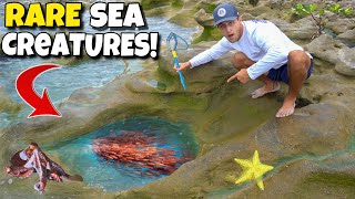 Catching EXOTIC CREATURES Out Of TIDE POOLS [upl. by Manbahs304]