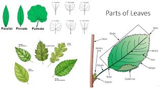 Plant Anatomy and Morphology [upl. by Jacobsohn786]