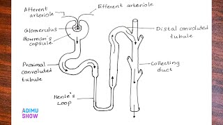 How To Draw Nephron step by step for beginners [upl. by Romulus785]