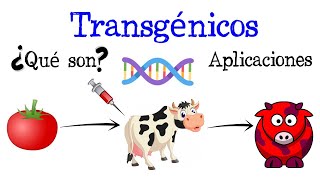 💉¿Qué son los Transgénicos Ejemplos y Aplicaciones🍅 Fácil y Rápido  BIOLOGÍA [upl. by Ainoz]