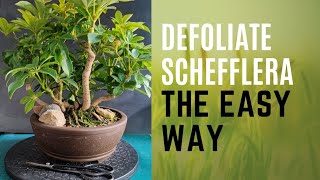 Defoliate Schefflera Bonsai  The Easy Way [upl. by Adnirak]