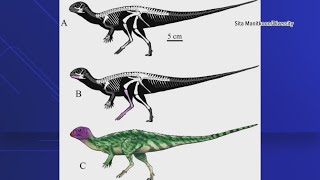 Scientists discover more than 50 complete skeleton of new dinosaur in Thailand [upl. by Alfons]