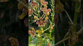 Grammatophyllum Speciosum Anggrek Tebu [upl. by Craw]