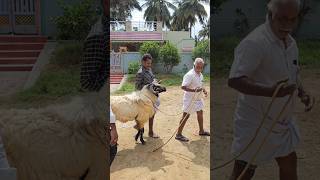 NAIDU SHEEP FARM Contact number 9361165958 2025 BAKRID SHEEPS [upl. by Siravart618]