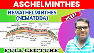 Aschelminthes  Nemathelminthes  Nematoda one shot lecture  Animal Kingdom Phylum Nematoda [upl. by Annaehs]