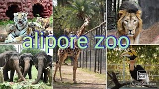 Alipore zoo full tour 2024  Alipore zoo  Kolkata chiriyakhana New [upl. by Antipus]