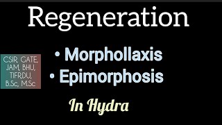 Morphollaxis amp Epimorphosis  In Hydra  Regeneration [upl. by Gnuh]