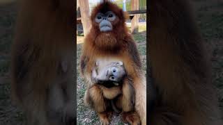 The Beautiful Golden Monkey Life Eps 5 [upl. by Yedarb]