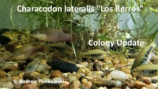 Colony Update Characodon lateralis quotLos Berrosquot the Rainbow Goodeid Captive Breeding [upl. by Carbone]