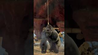 Gorille 🦍 gorilla pairidaiza animals [upl. by Aseram]