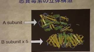 「腸管出血生大腸菌の産生する志賀毒素について」／清水 健／腸管出血性大腸菌の今 [upl. by Ellerahs]