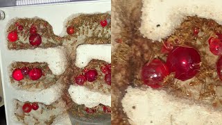 Raising Ant Colony  Unveiling Impressive Honeypot Ant Colony  WooGlobe [upl. by Kirima]