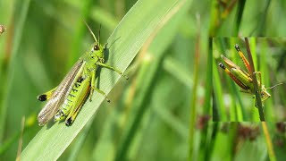 Geluid van de moerassprinkhaan Sound of the Large Marsh Grasshopper Stethophyma grossum [upl. by Ydnys]