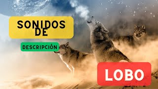 Sonidos de lobo y descripción 🐺 Lobo aullando ruido de lobo 🐺 🔈 [upl. by Yhcir]