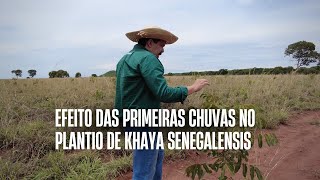 EFEITO DAS PRIMEIRAS CHUVAS NO KHAYA SENEGALENSIS [upl. by Russom]