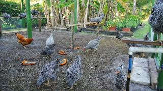 11 week old Barred Rock quotchicksquot got big [upl. by Ayoral382]