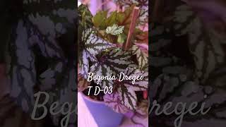 Begonia DregeiTD03 music begonia flowers plants [upl. by Atirihs736]