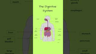 Digestive System Human digestive system biology science digestivesystem shorts [upl. by Adey307]