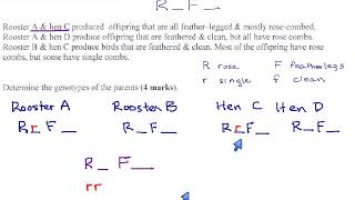 62  Dihybrid Cross  Chicken Combs and Legs p42 [upl. by Betthezul]