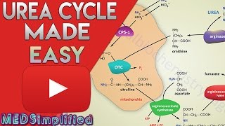 Urea Cycle Made Simple  Biochemistry Video [upl. by Wiles53]