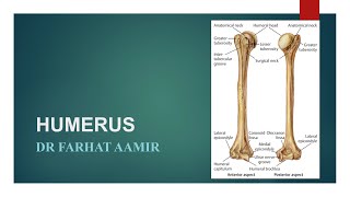 Humerus [upl. by Borrell330]