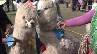 DELIA LIZ CATARI EN LA FERIA DE CEMELIDOS MUNICIPIO COCAPATA 2017 [upl. by Nalod409]