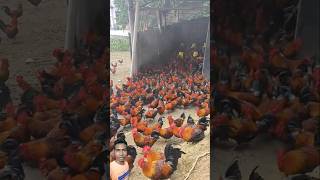 24 Hours Inside a MASSIVE Chicken Farm [upl. by Susana]