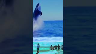 Killer Whale Attack Dolphin orca killerwhales [upl. by Araiet]