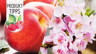 ‘Fruit Me®‘ Obstbäume  Pfirsichbaum im Topf pflanzen und pflegen  Volmary ProduktTipps [upl. by Acassej234]