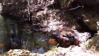 Steinhatchee River Sinks amp Rise Florida [upl. by Mcgrath]