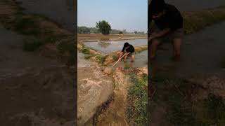 😍Kheti ch pani lode😍shorts short shortvideo khet khetibadi guys channel nu subscribe likekaro [upl. by Zennas]