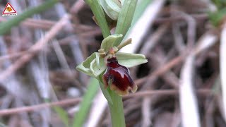 Les orchidées sauvages [upl. by Masry980]