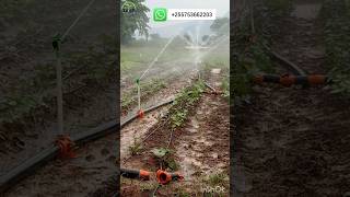 Yuzuak ATOM 15 rain gun overhead semisolid irrigation sprinklers tast tanzania irrigation kilimo [upl. by Laidlaw]