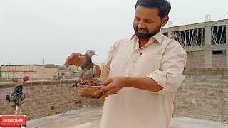 pigeon feed Nahi Kar Rahavideos viralvideos [upl. by Ecirtak]