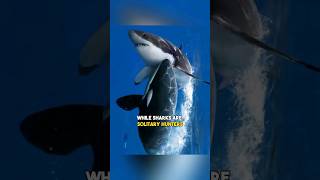 Orca Kills Great White Shark Interesting facts that most dont know 1 minute animals KillerWhales [upl. by Jc86]