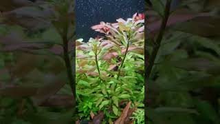 Ludwigia Polycarpa Ludwigia Polycarpa [upl. by Burrell645]