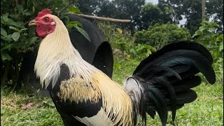 Cebu Gamefowl Expo 2024 [upl. by Ennairol]