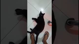 PODE ISSO 🙄 VLOG GATO GATOS pets paidepets [upl. by Palgrave]