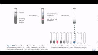 Zonal ultracentrifugation [upl. by Ahsil]