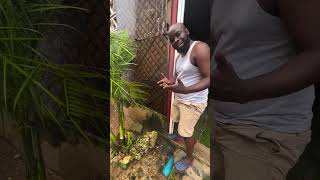 MLIFIKIRI KOJO comedy kisiicomedy funny prank kamasacomedy bizontocomedy comedia kitocomedy [upl. by Tuchman569]