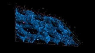 ZEISS ZEN Correlative Array Tomography 3D microscopy of plasmodesmata inside root nodules [upl. by Gasperoni]