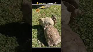 இந்த மாதிரியான ஆமைகளை பாத்தா உடனே Help பண்ணுங்க  Turtle Upside Down  Animal Voiceover Tamil [upl. by Hermon886]