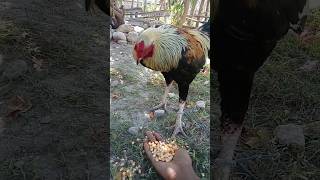 KENAPA AYAM KEPALA NYA BENGKOK SII MAU MAKAN YA [upl. by Pricilla145]