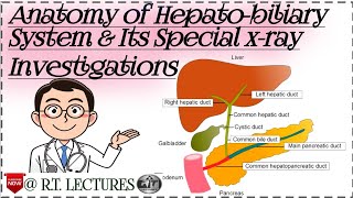 Anatomy of Hepatobiliary system amp Its special Radiological Investigations  Anatomy of liver and GB [upl. by Ayitahs]