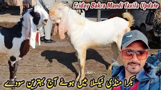 Friday Taxila Bakra Mandi Latest Update 2 February 2024  Naseeb K Sody [upl. by Maximilianus]